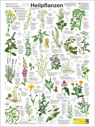 Plakat  Rośliny lecznicze (niemiecki) - Planet Poster Editions