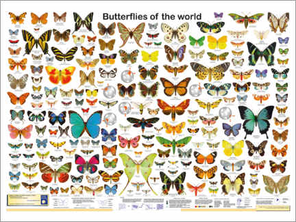 Obraz na szkle akrylowym  Motyle (angielski) - Planet Poster Editions
