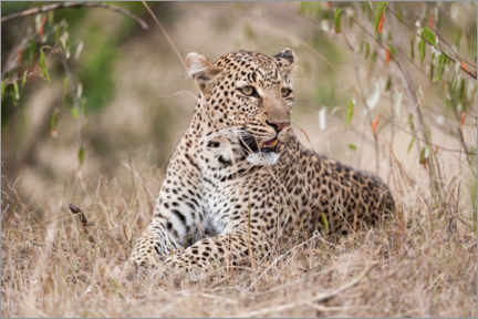 Plakat Resting leopard