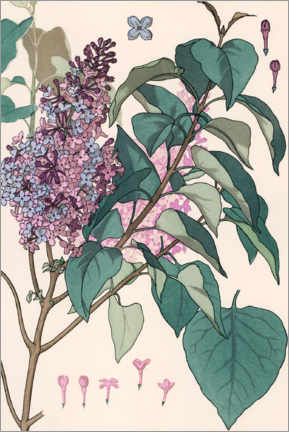 Plakat Lilac