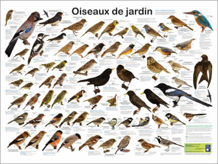Obraz na płótnie  Native garden birds (French) - Planet Poster Editions