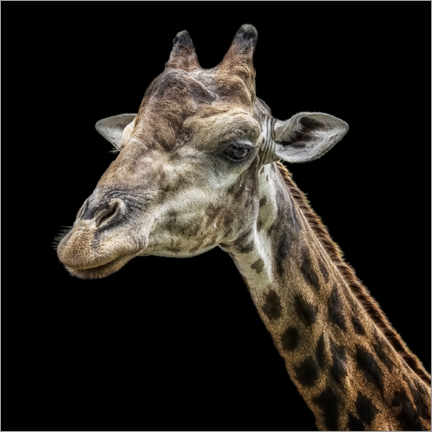 Gallery print  Giraffe portrait - Manjik Pictures