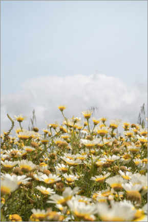 Obraz na szkle akrylowym  Daisy Flower Garden - Henrike Schenk