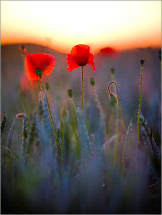 Obraz na drewnie  Dreamy bokeh of red poppies - Peter Wey