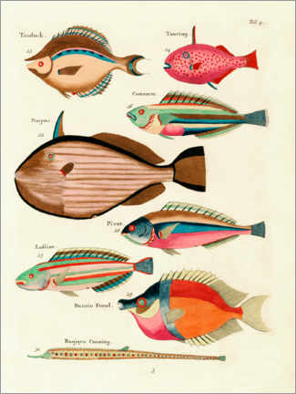 Obraz na płótnie  Fishes - Vintage Plate 27 - Louis Renard