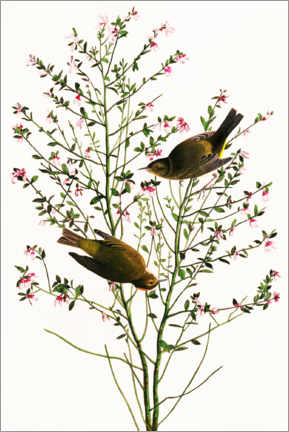 Gallery print  Warbler - John James Audubon