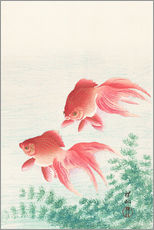 Gallery print  Two goldfish - Ohara Koson