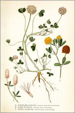 Gallery print  Trifolium arvense - Carl Axel Magnus Lindman