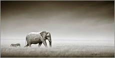 Gallery print  Elephant and zebra - Johan Swanepoel