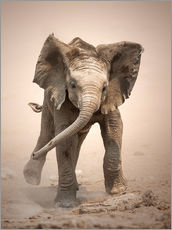 Naklejka na ścianę  Little Elephant mock charging - Johan Swanepoel