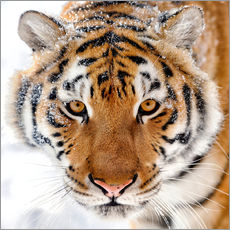Gallery print  Siberian tiger in the snow