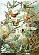 Naklejka na ścianę  Kolibry - Ernst Haeckel