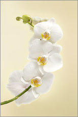 Naklejka na ścianę  White orchid