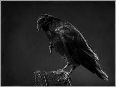 Gallery print  Crow
