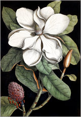Naklejka na ścianę  Magnolia - Mark Catesby