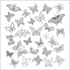 Plakat do kolorowania  Butterflies