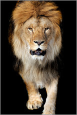 Obraz na płótnie  Portrait of a lion