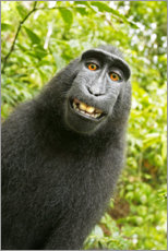 Obraz na płótnie  Monkey Selfie II - David Slater