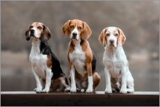 Plakat Beagles Trio