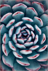 Plakat Succulent pattern I