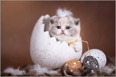 Obraz na płótnie  Kitten, peeled out of the egg - Janina Bürger