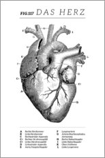 Obraz na szkle akrylowym  Heart vintage chart (German) - Wunderkammer Collection