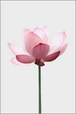 Plakat Lotus flower