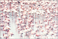 Plakat Flamingo flock