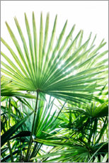 Plakat Palm leaves