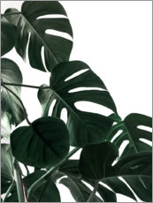 Plakat  In the shadow of the Monstera - Emanuela Carratoni