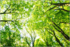 Plakat Lush green treetops
