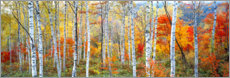 Obraz na drewnie  Birch forest in autumn