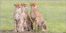 Plakat  Three concentrated cheetahs - Jaynes Gallery