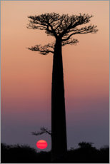 Plakat Baobab trees in the morning sky