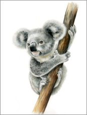 Gallery print  Koala - Fiona Osbaldstone