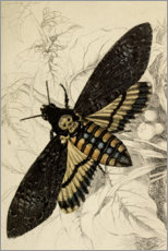 Gallery print  Death's-head Hawkmoth - Vintage Educational Collection