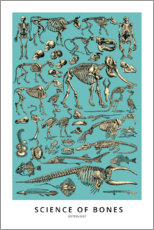 Plakat Osteologia (angielski)