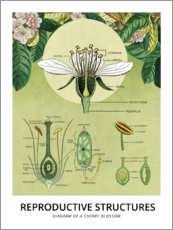 Plakat  Diagram of a cherry blossom - Wunderkammer Collection
