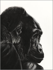 Obraz na szkle akrylowym  Gorilla Portrait II - Rose Corcoran