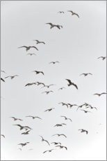 Obraz na szkle akrylowym  Free flight in the sky of Morocco - Studio Nahili