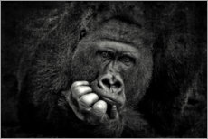 Obraz na szkle akrylowym  Portrait of a gorilla - Antje Wenner-Braun