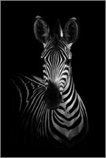Obraz na szkle akrylowym  Portrait of a zebra - WildPhotoArt