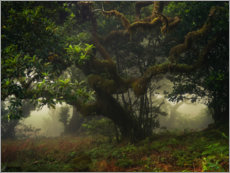 Plakat Mystical forest