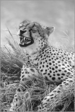 Obraz na płótnie  Laughing cheetah - Ralph H. Bendjebar
