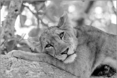 Obraz na szkle akrylowym  Lioness resting on branch - Emily M. Wilson