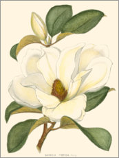Obraz na szkle akrylowym  Magnolia - John Silva