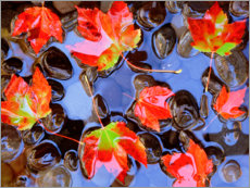 Plakat Maple leaves in the water