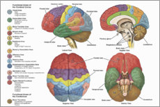 Plakat  The brain from 4 perspectives