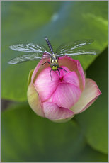 Gallery print  Lotus flower with dragonfly - Thomas Herzog