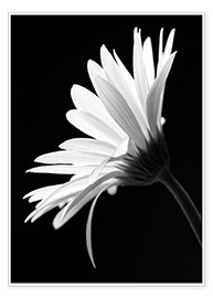 Plakat The flower